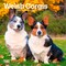Welsh Corgis | 2026 7 x 14 Inch (Hanging) Monthly Mini Wall Calendar